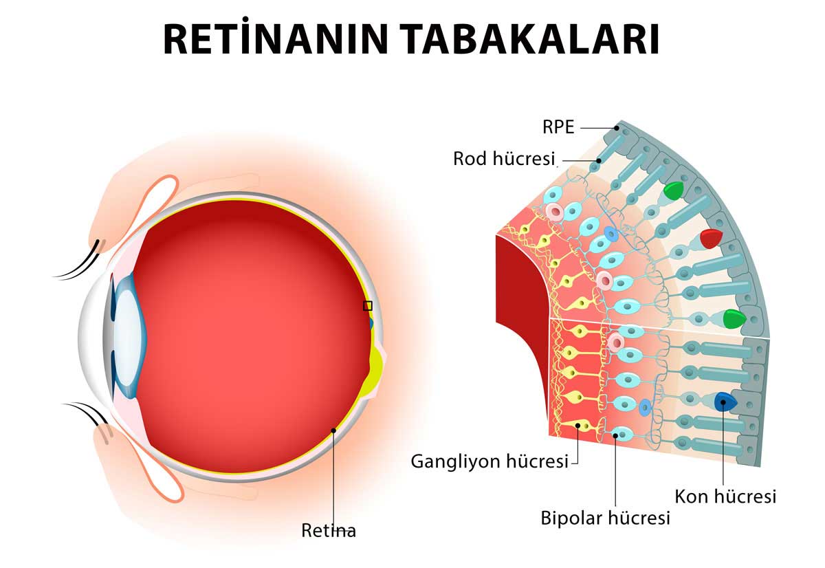 Retina Tabakaları